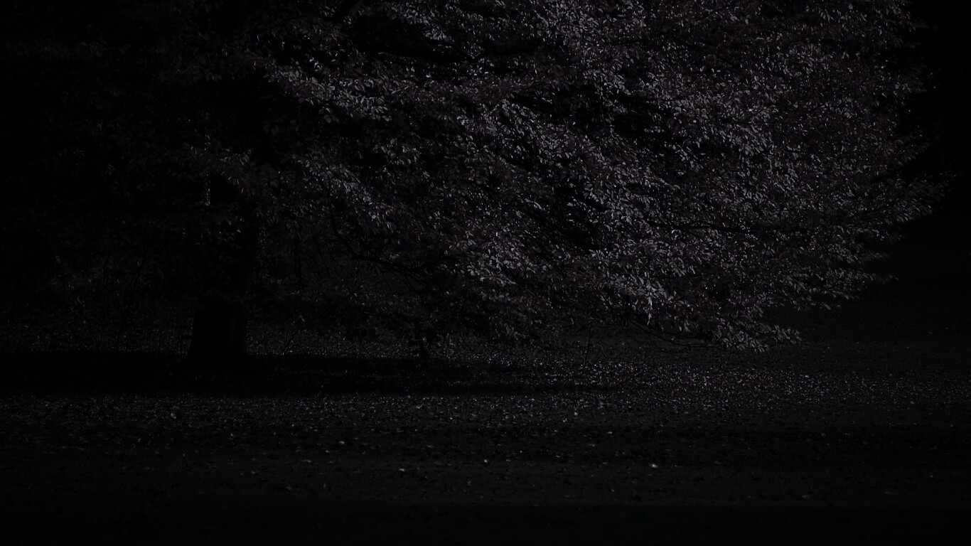 Пожелтевшее дерево с облетающей листвой обои