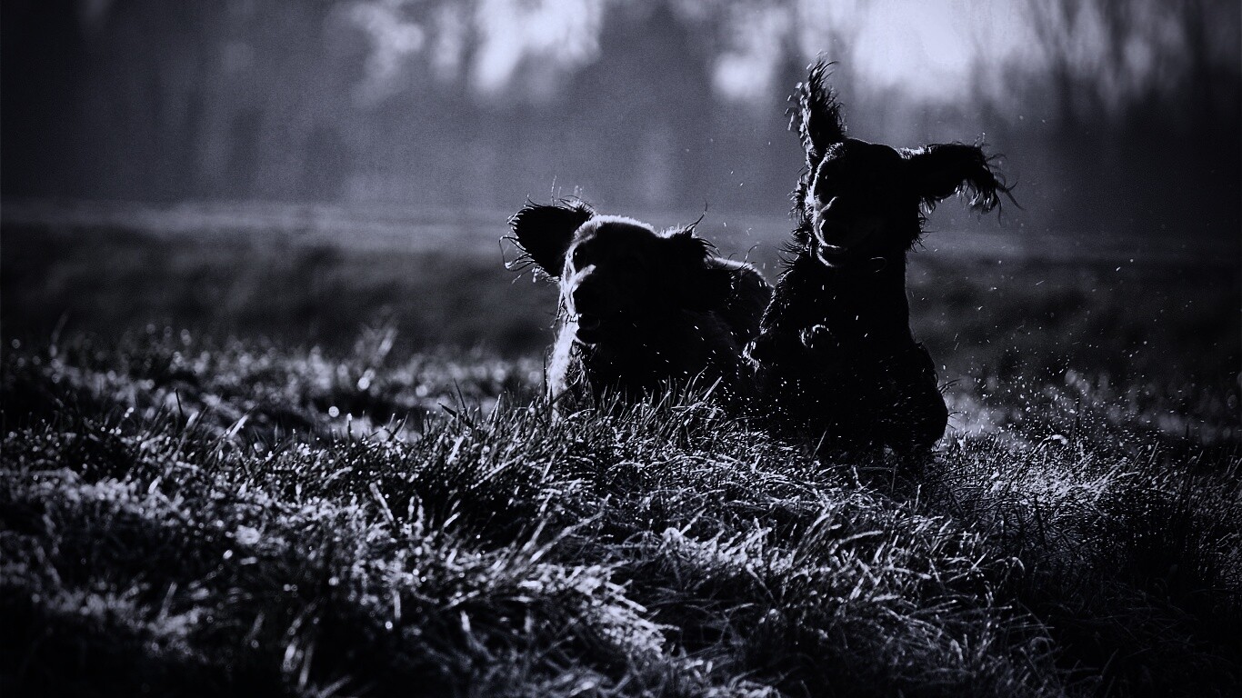 Весёлые таксы обои