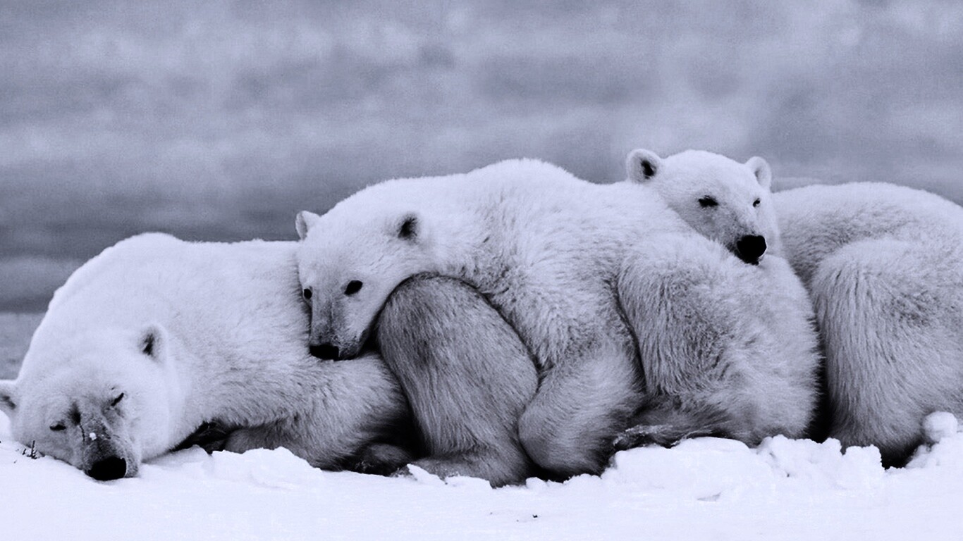 Белые мишки спят обои