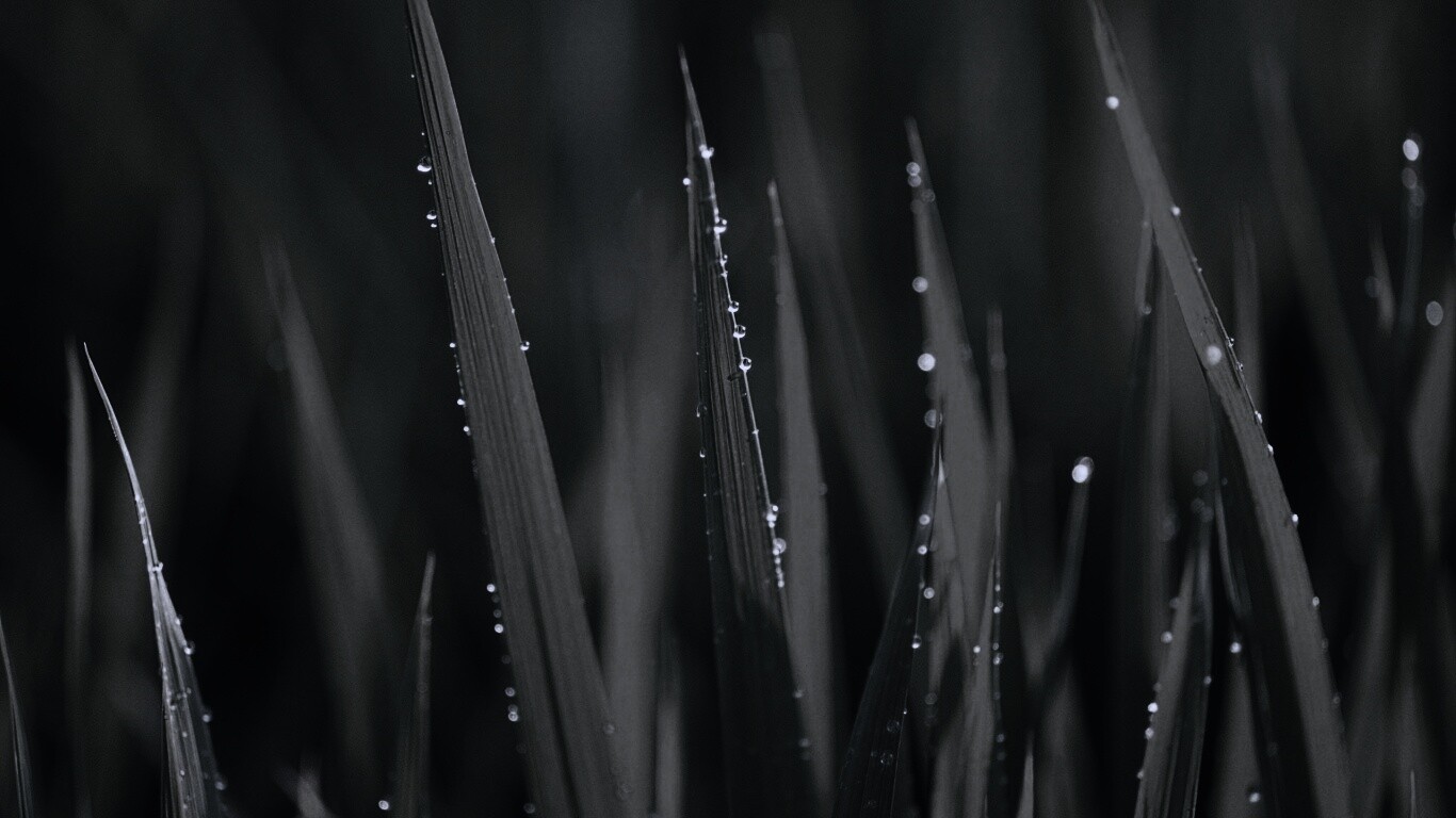 Яркая зеленая трава обои