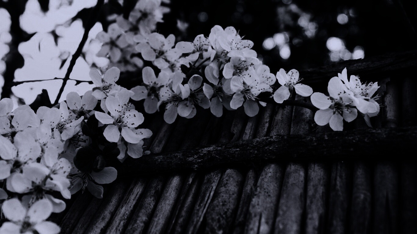 Веточка цветущей вишни обои