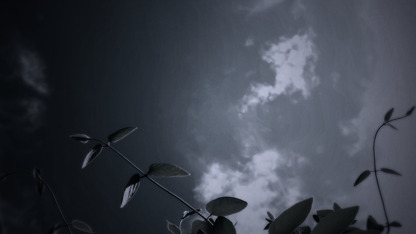 Веточки на фоне неба обои