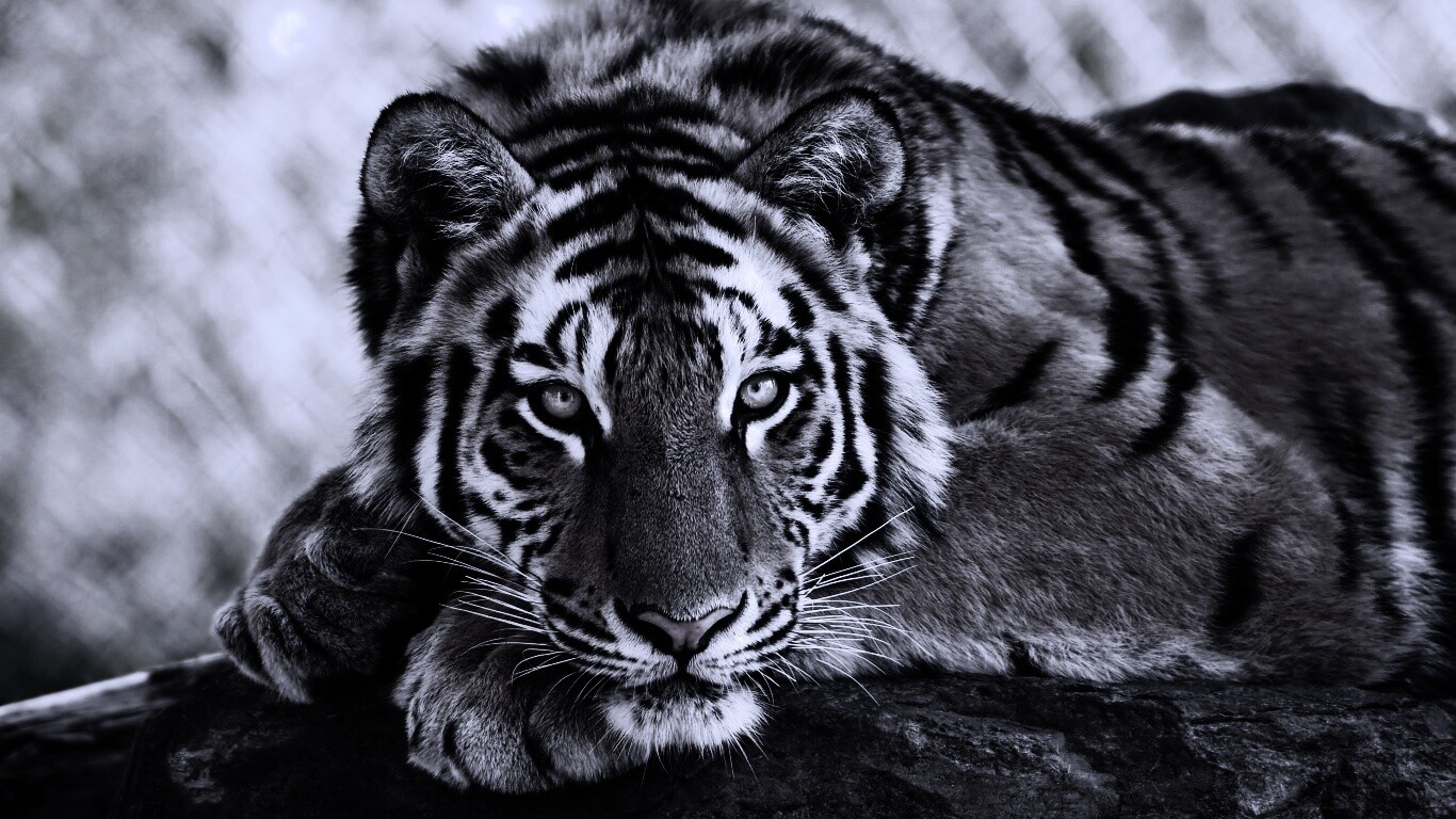 Большая полосатая кошка обои