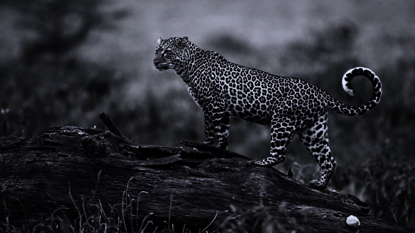 Леопард на природе обои