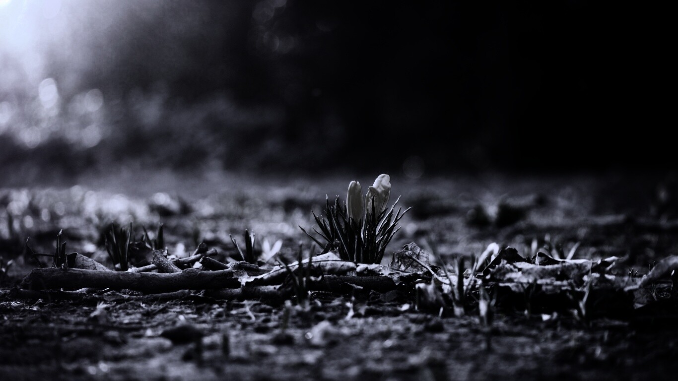 Весенняя трава и цветы обои