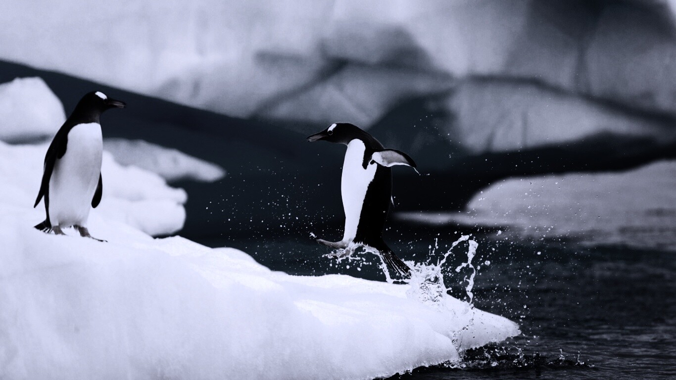 Пигвин запрыгивает на льдину обои