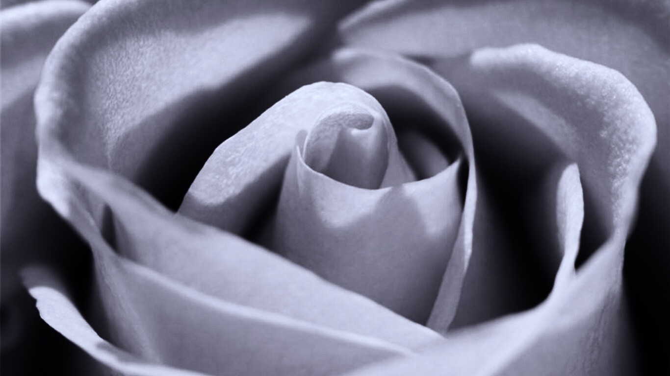 Фиолетовая роза макро обои