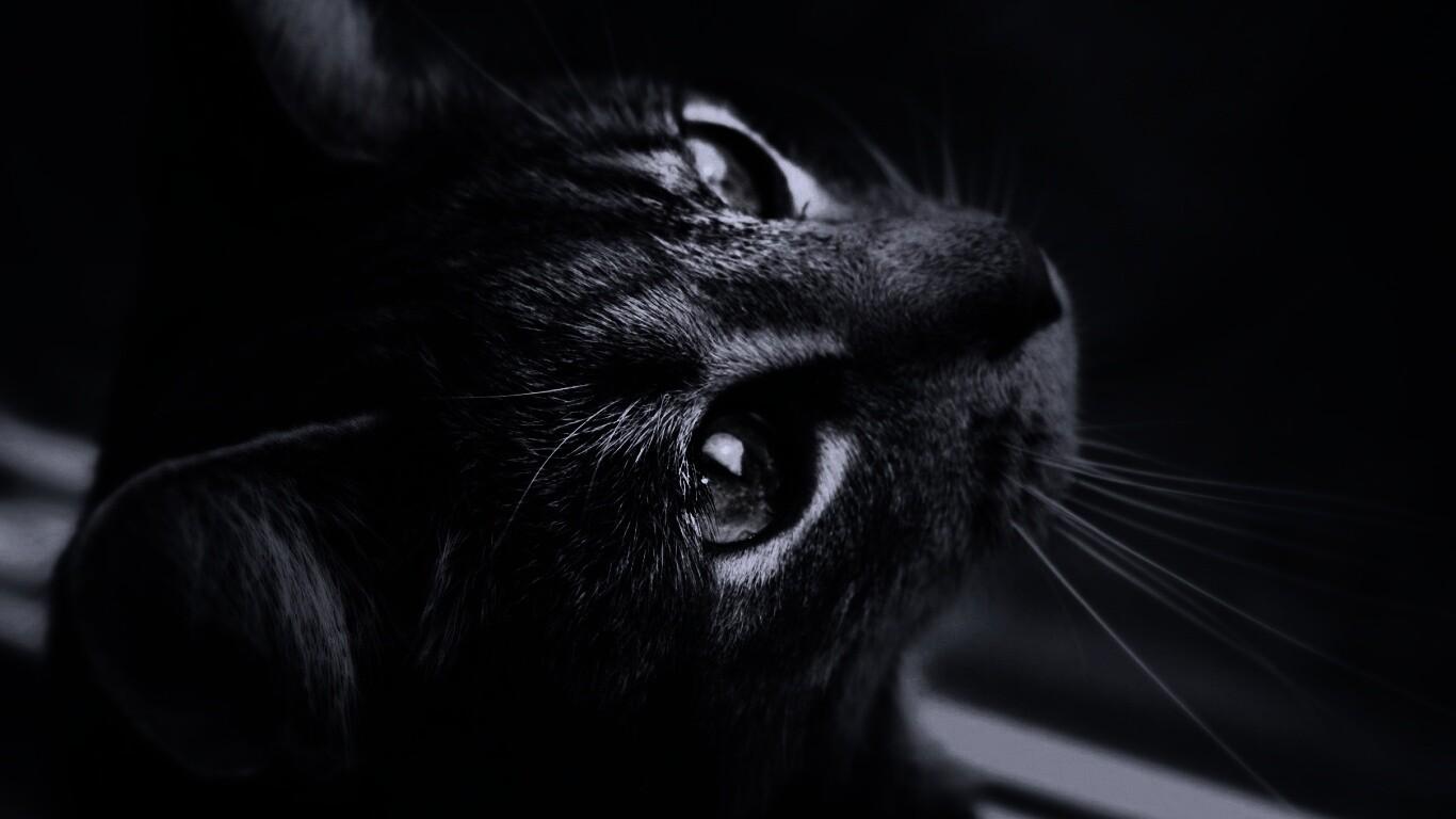 Кот с желтыми глазами обои