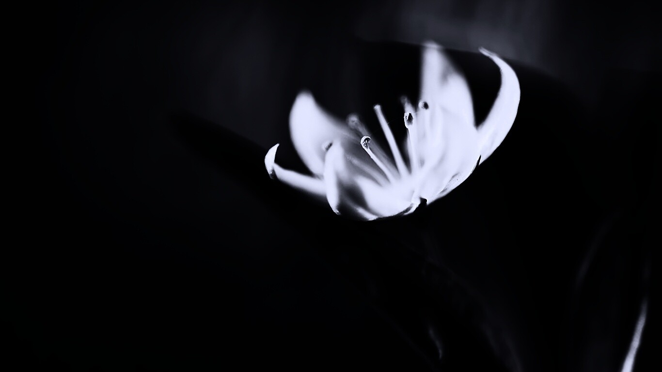 Белый цветок обои