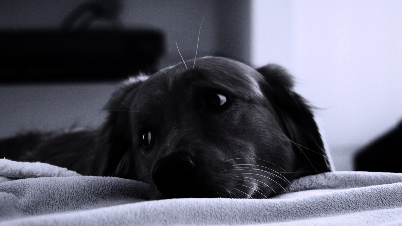 Лабрадор-ретривер обои