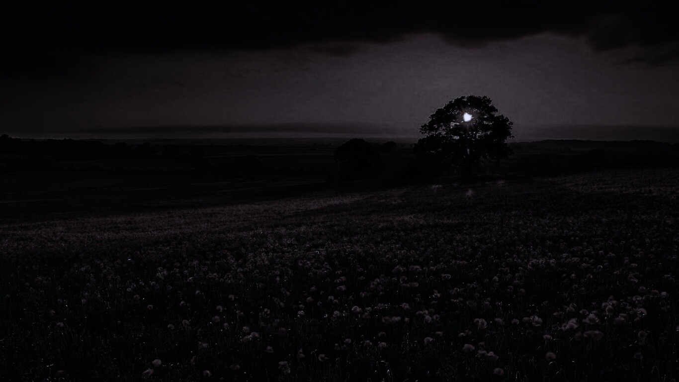 Закат на поле красных цветов обои