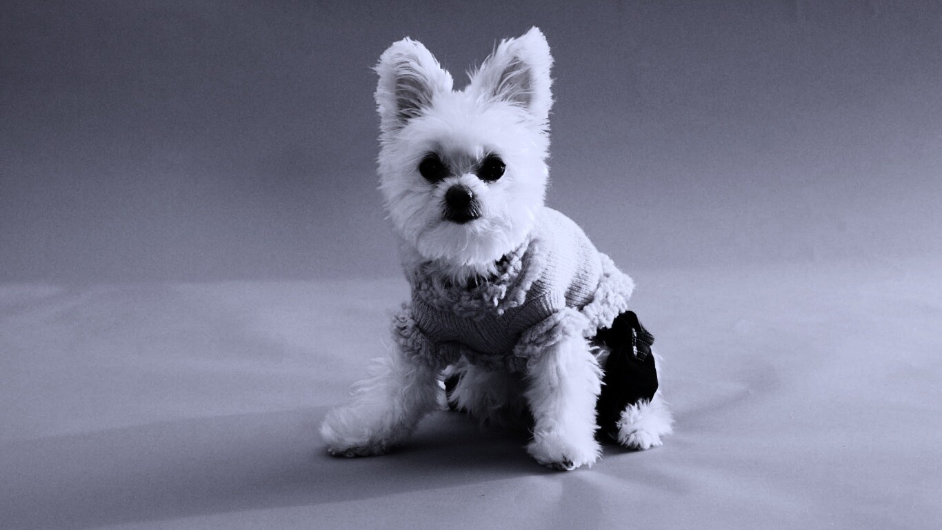 Собачка в свитере обои