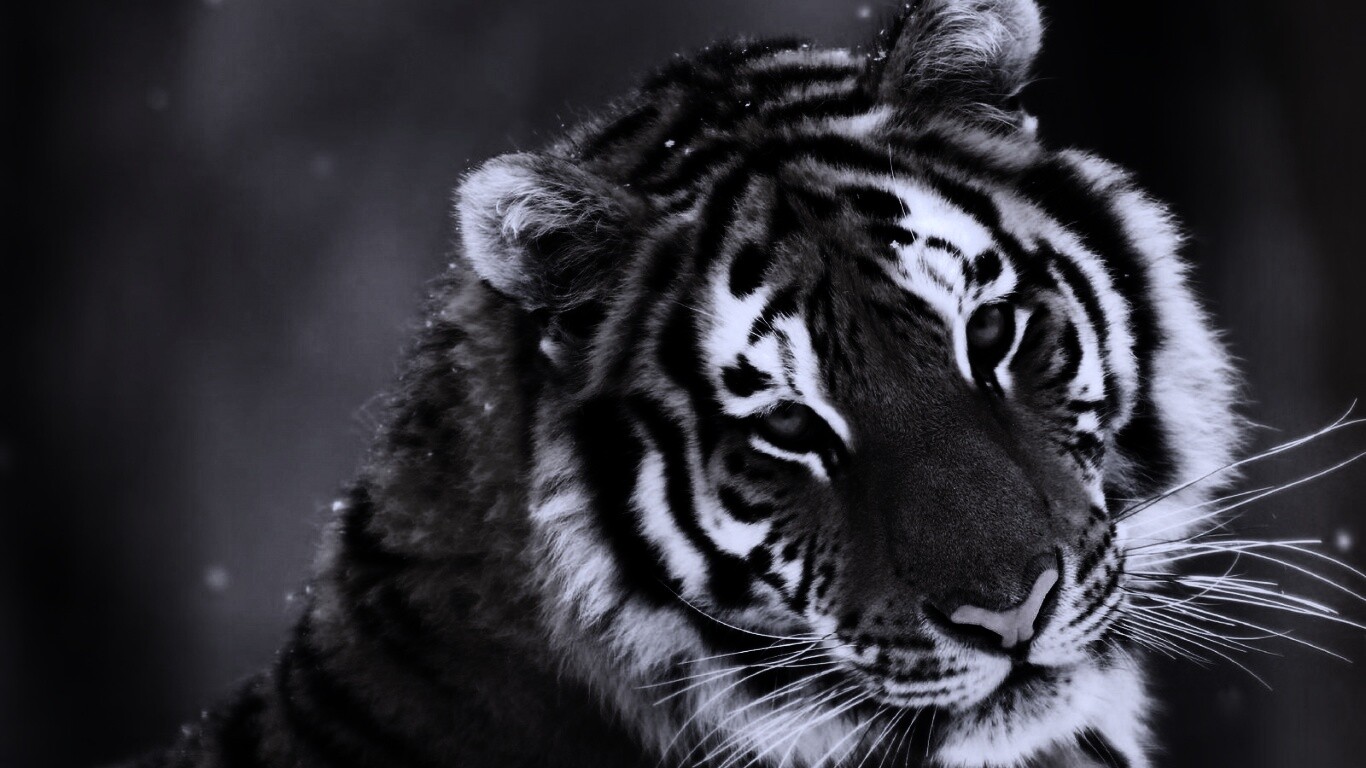 Тигр оборачивается обои