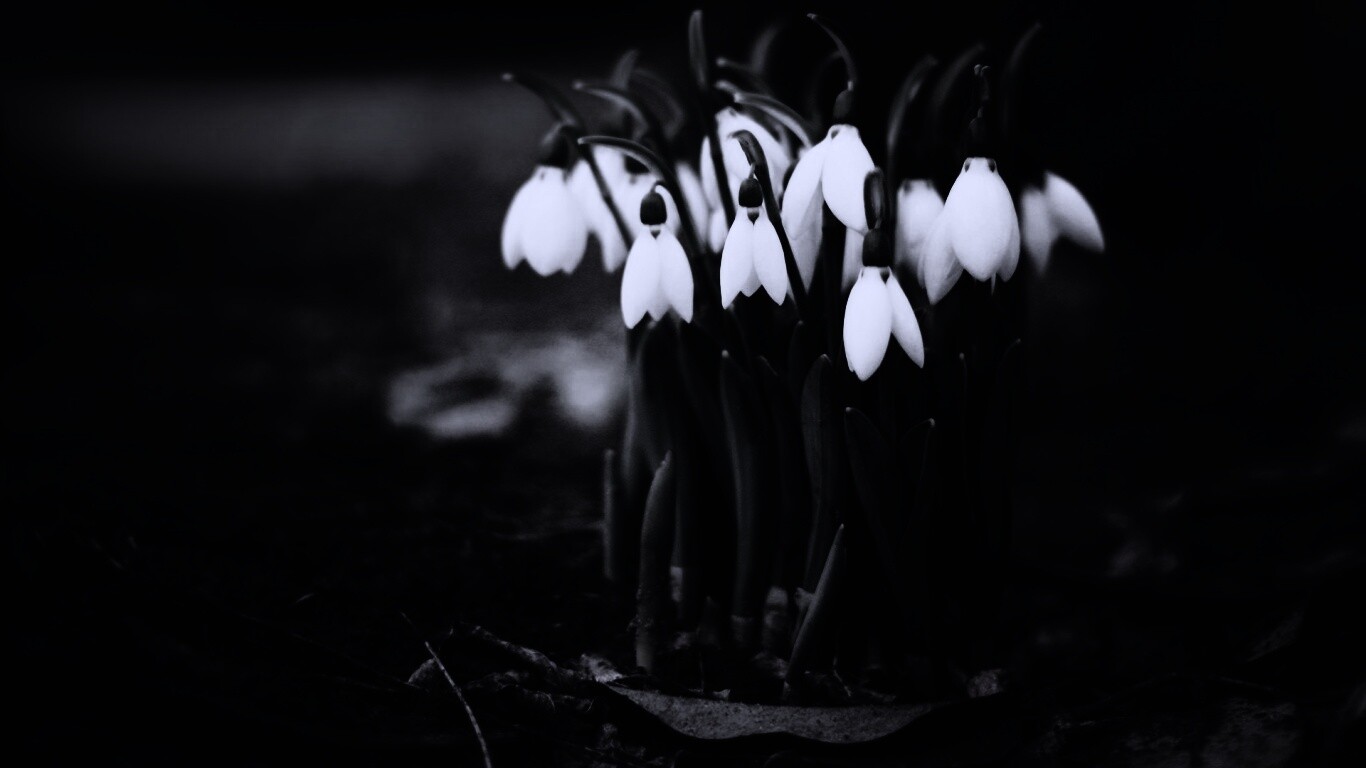 Подснежники - весенние цветы обои