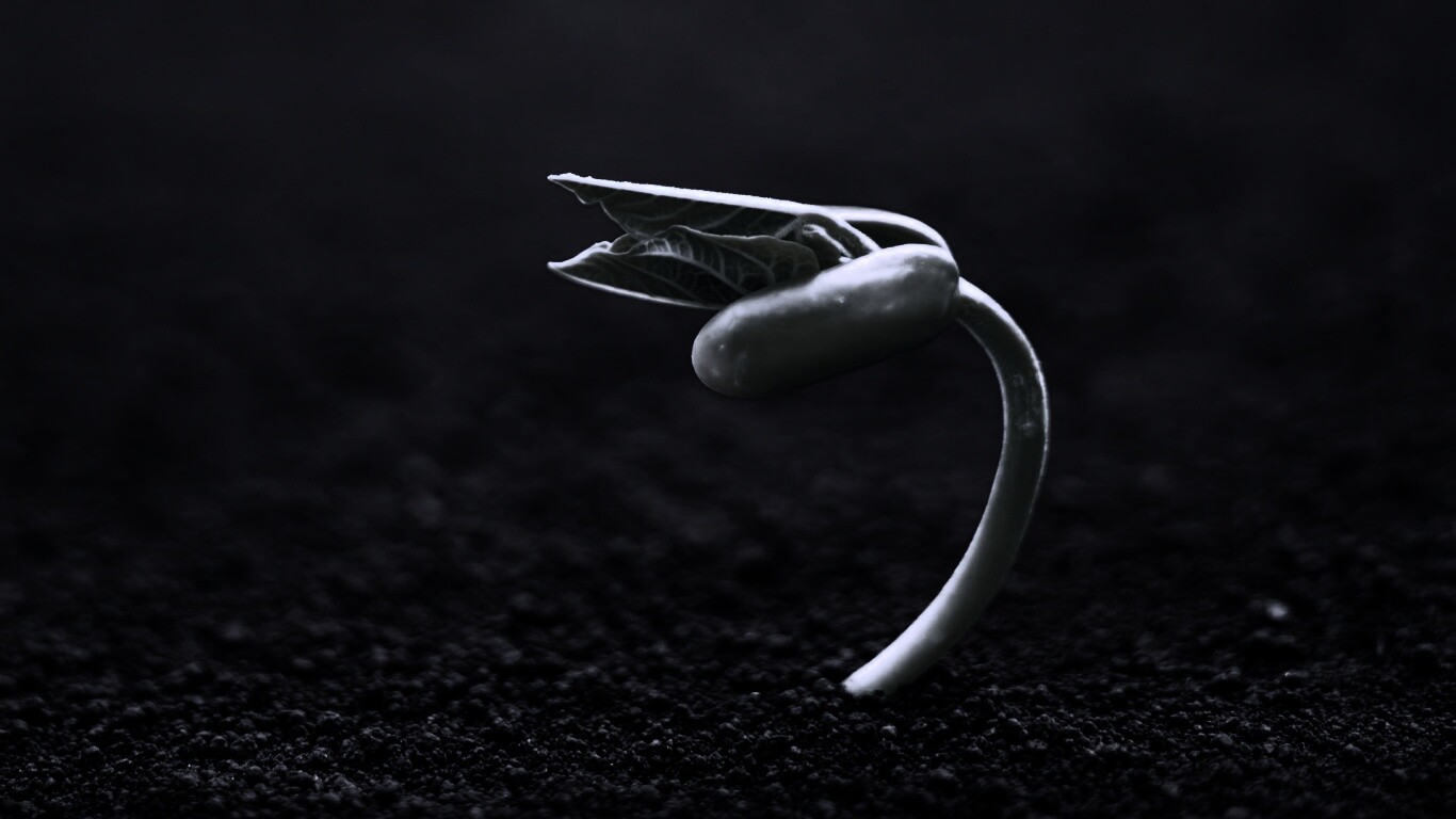 Макро фото зелёного росточка обои