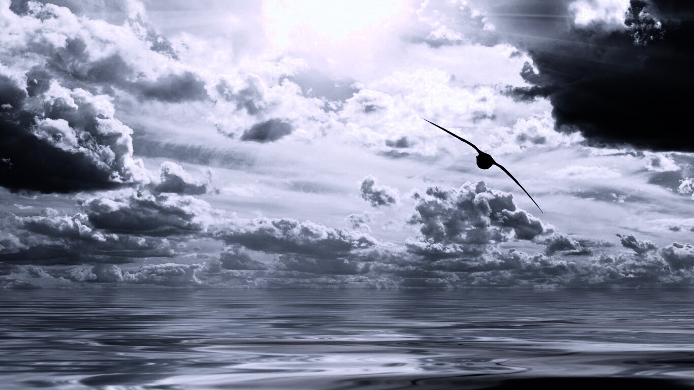 Лети как птица над волнами обои