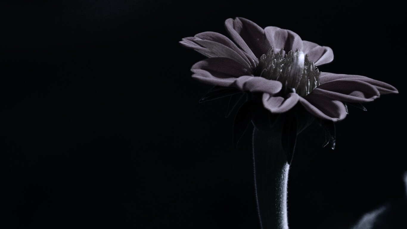 Красивый красный цветок обои