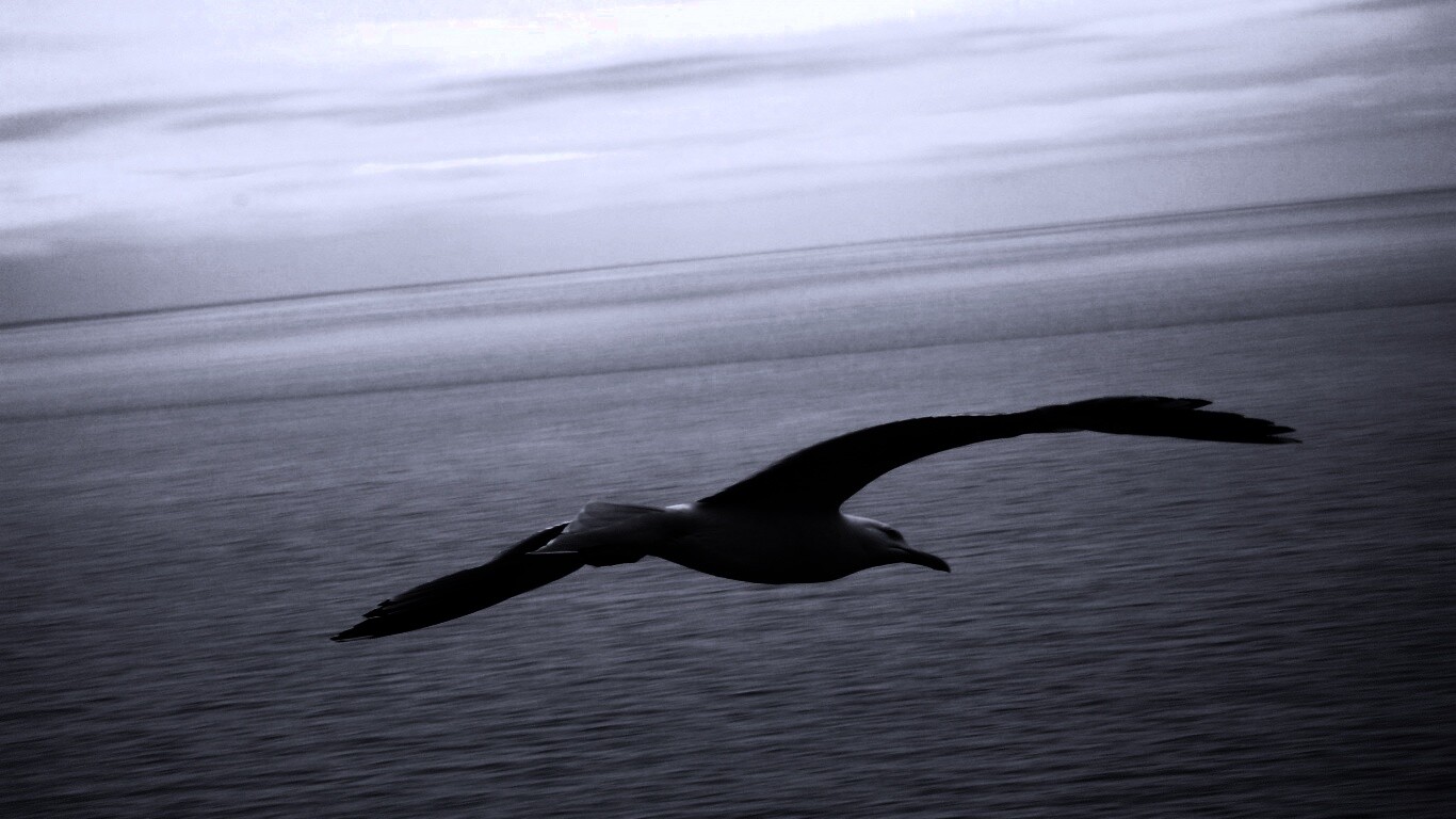 Чайка в полете обои