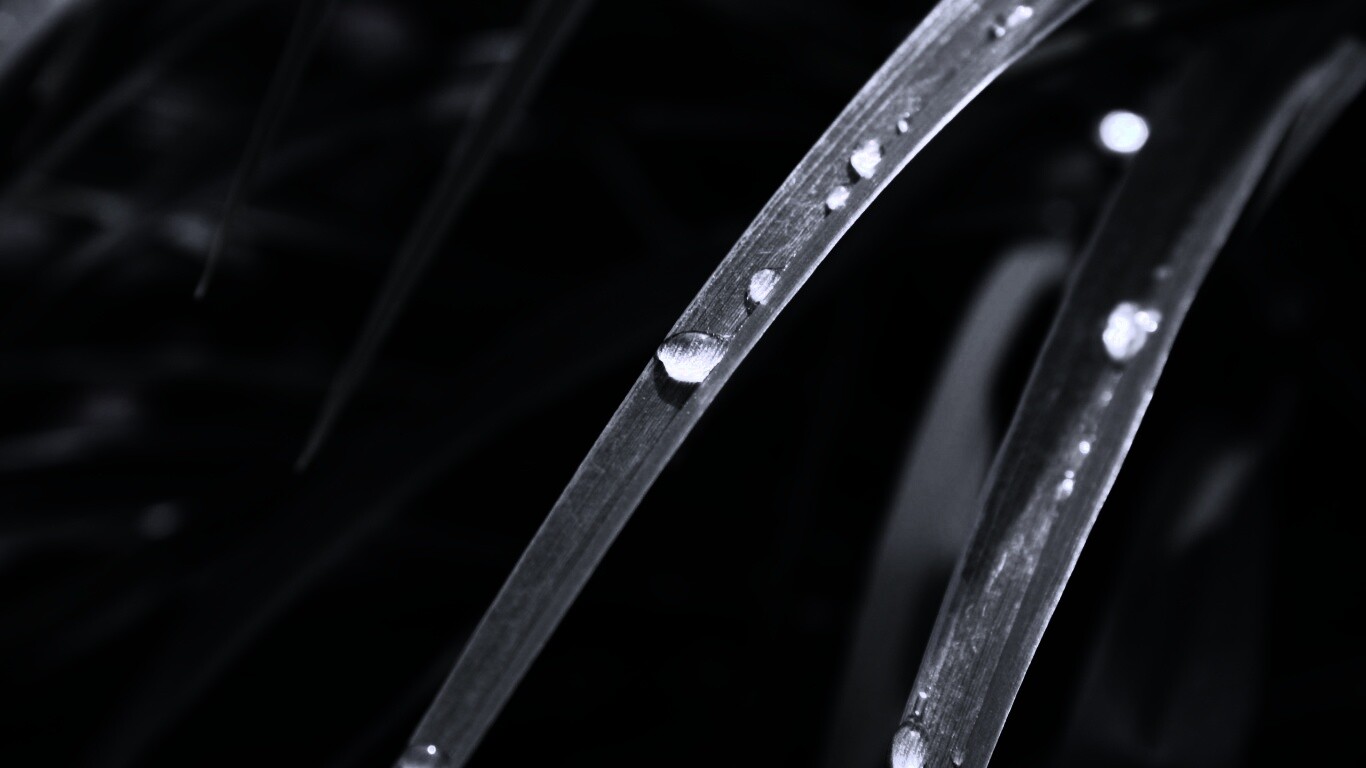 Капли росы на траве обои