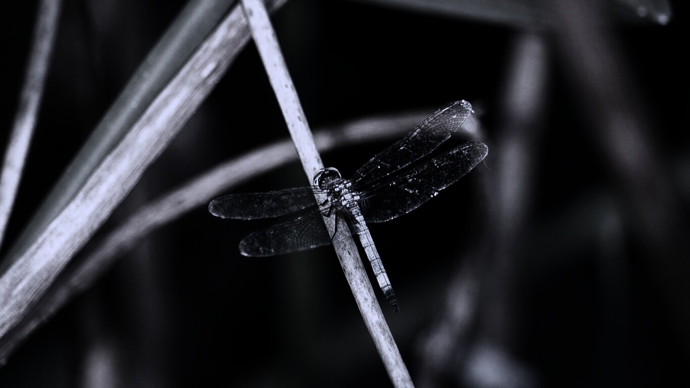 Стрекоза на тарвинке обои