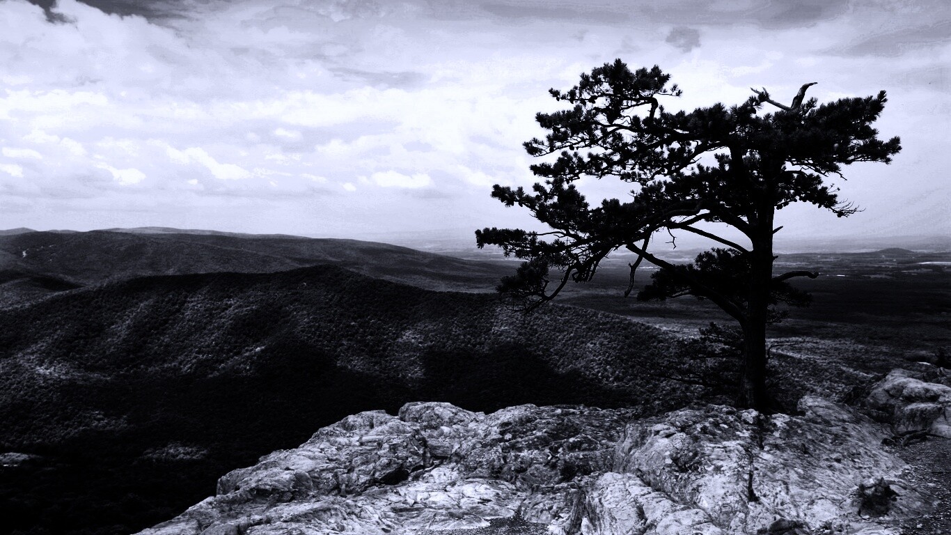 Горное дерево в черно-белых тонах обои
