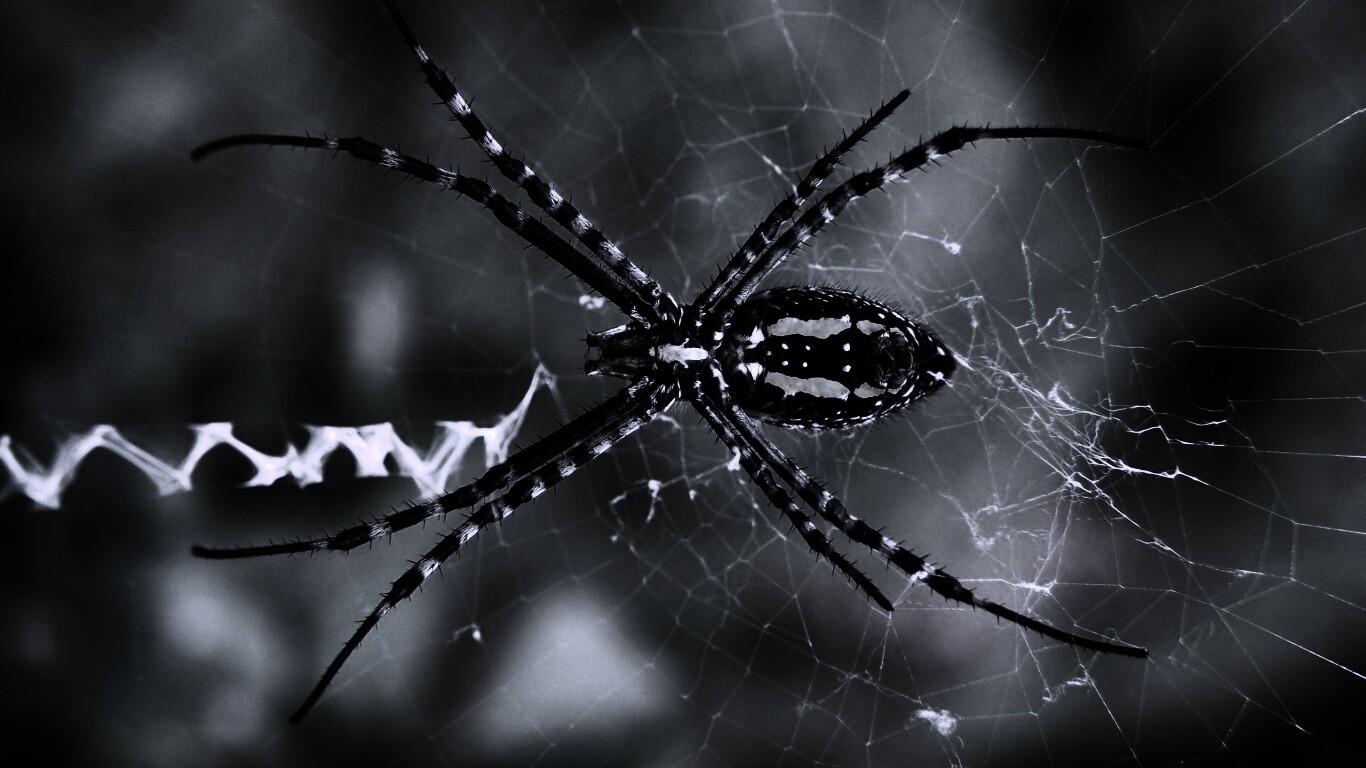 Огромный паук обои