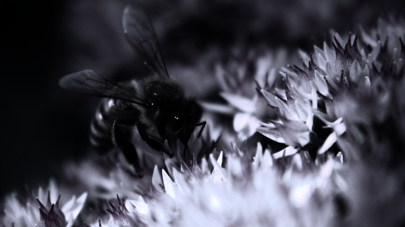 Пчела собирает пыльцу обои