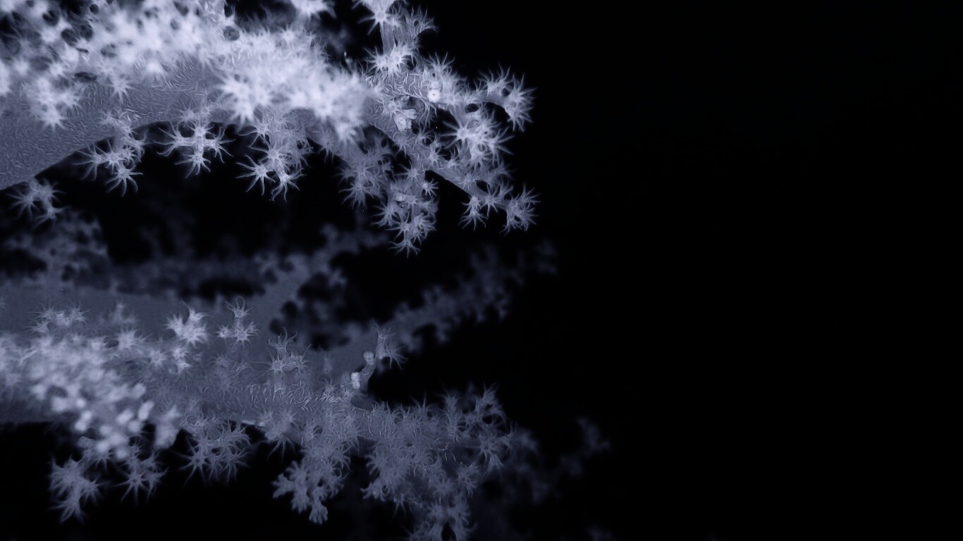 Кораллы обои