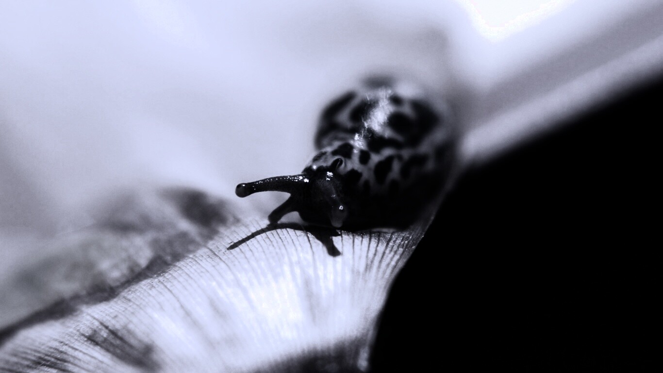 Ползущая улитка обои