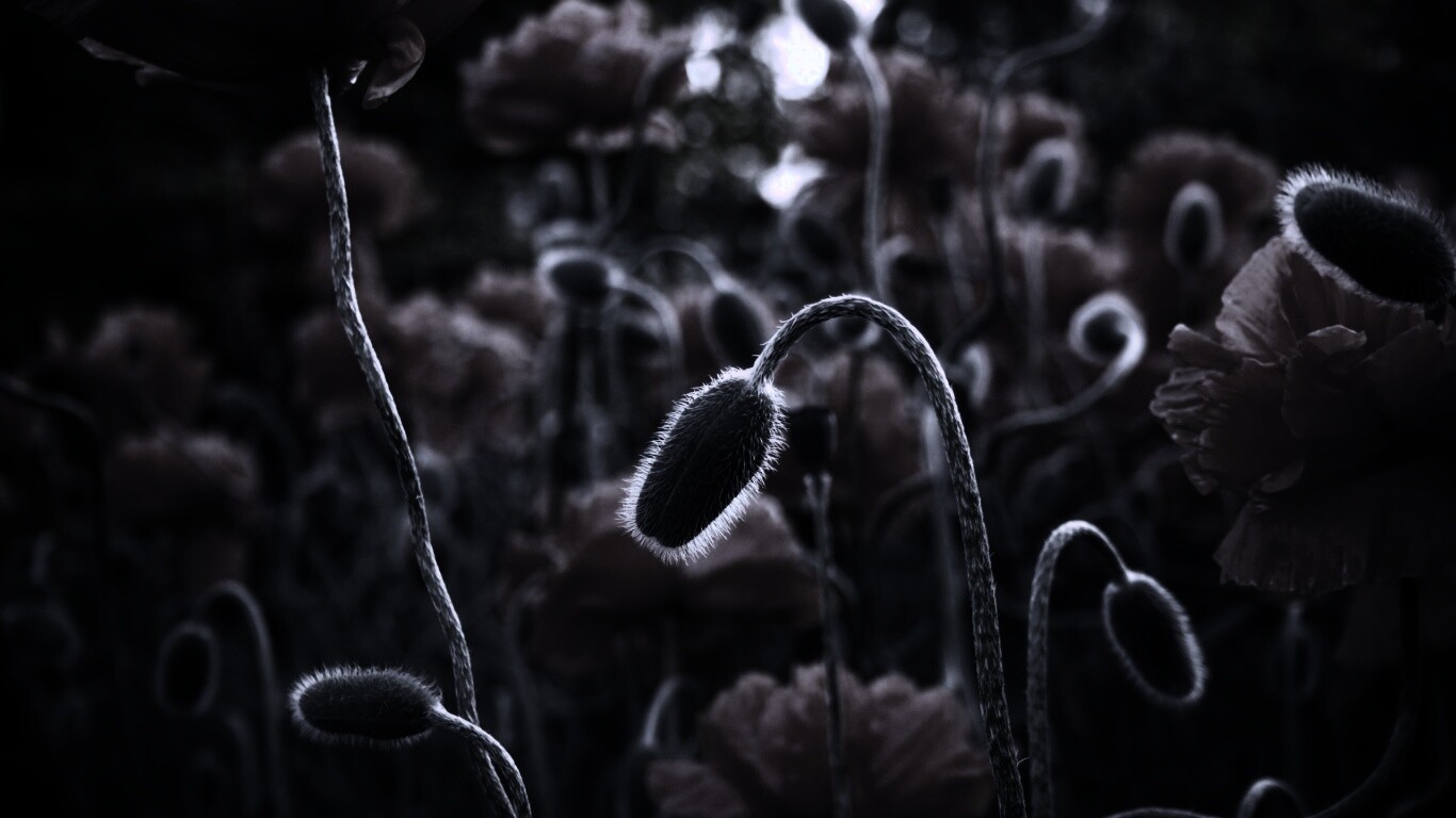 Бутон среди цветов обои