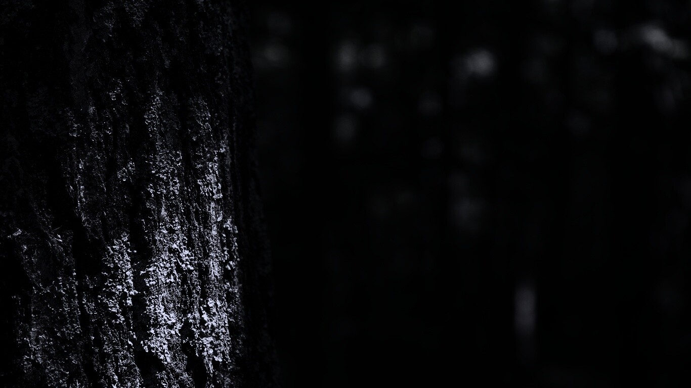 Ствол дерева обои