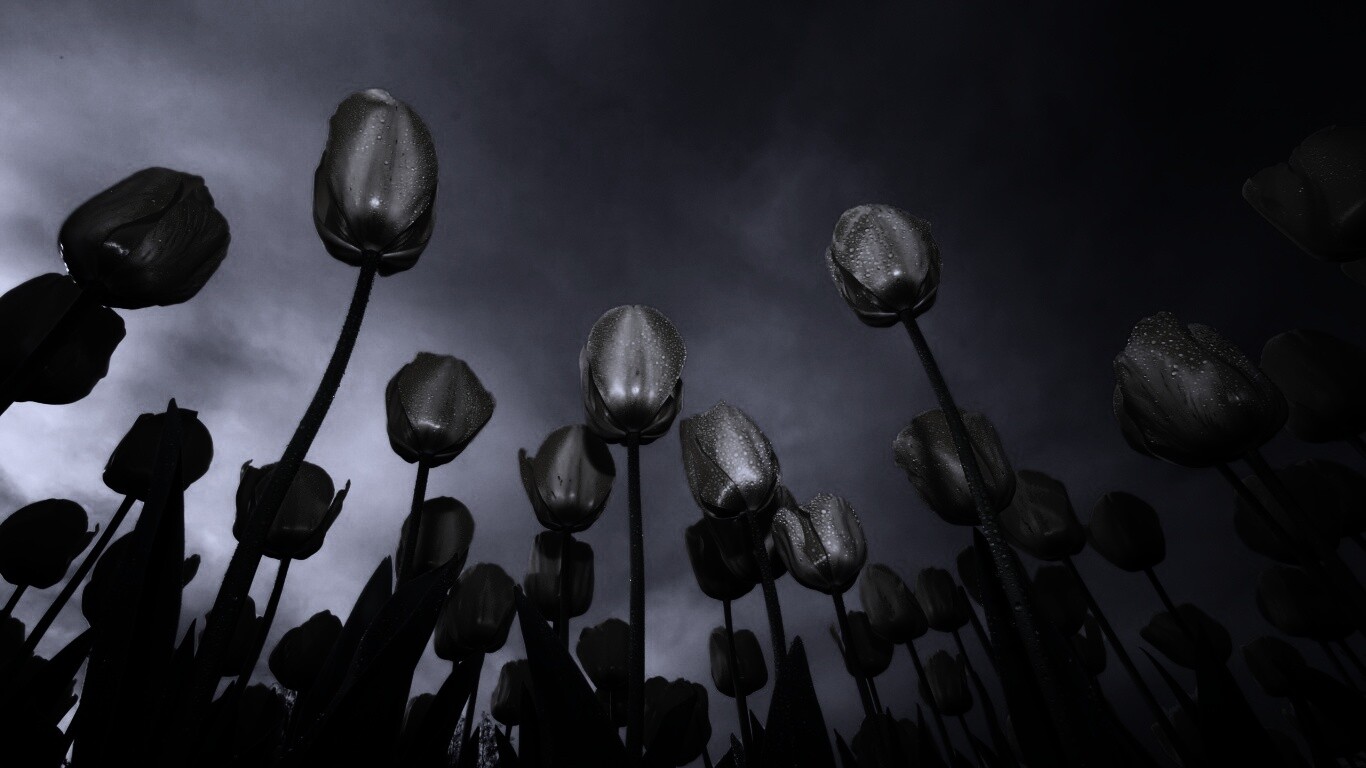 Жёлтые тюльпаны обои