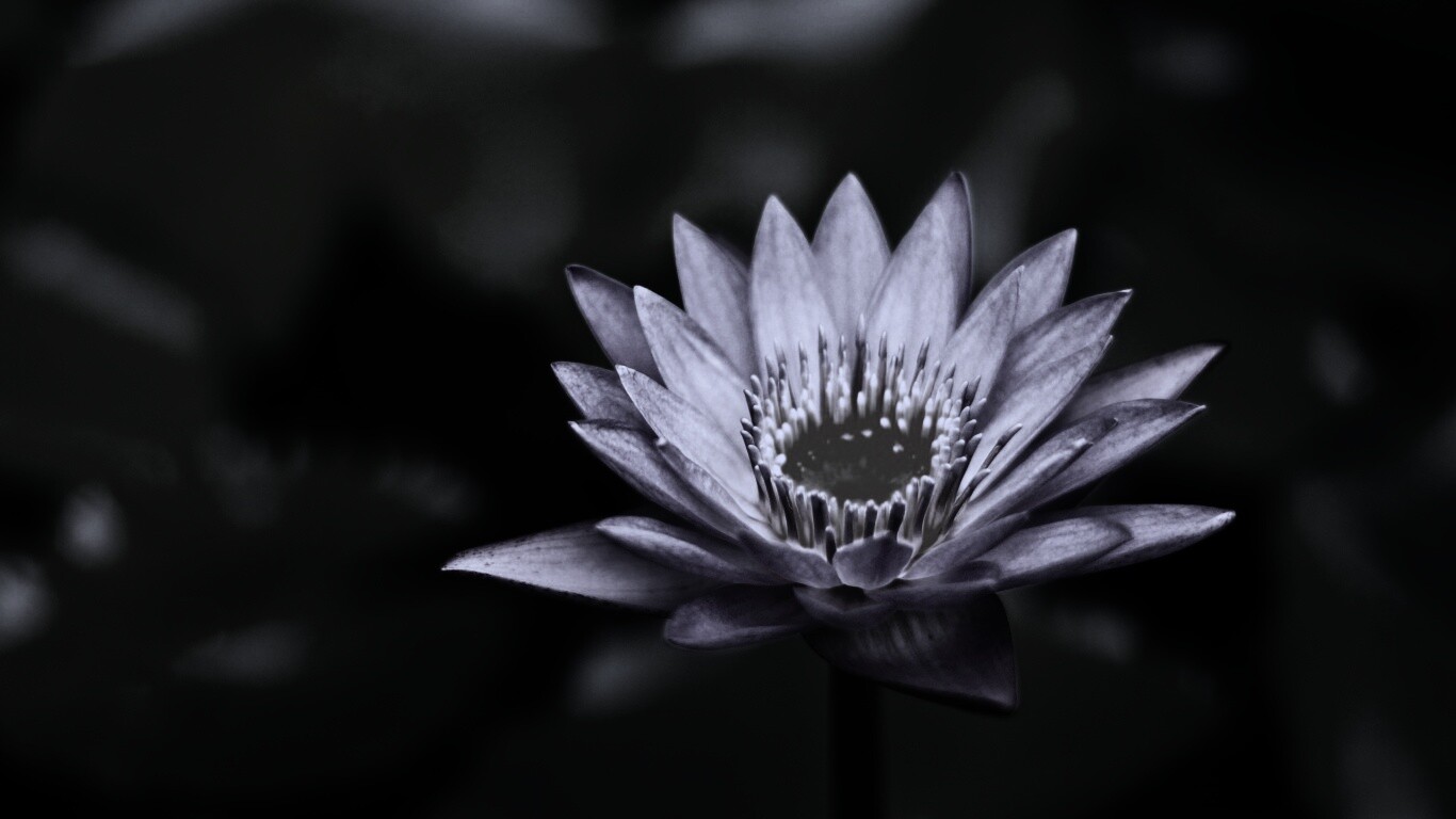 Фиолетовый цветок обои