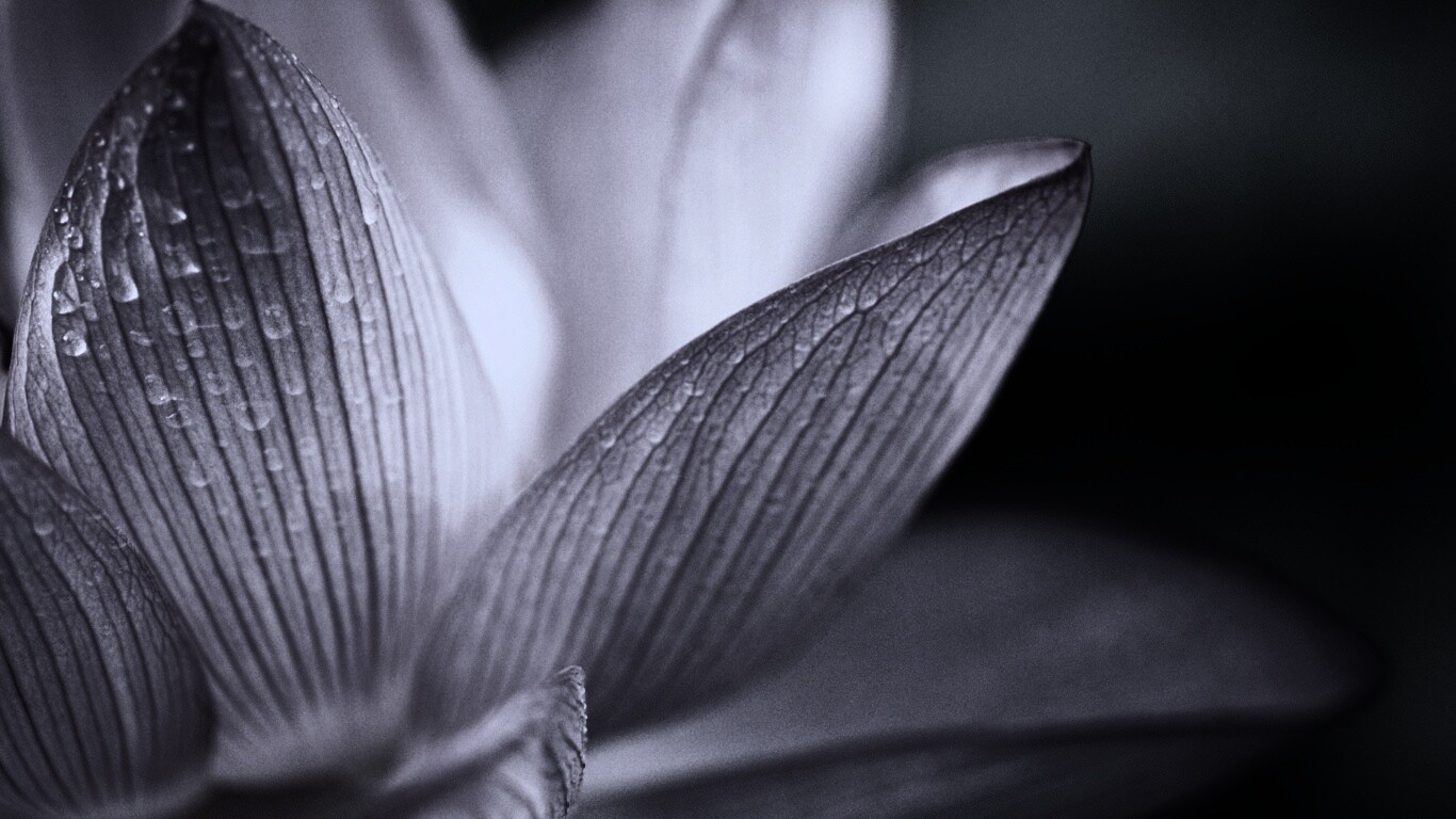 Лепестки цветов обои