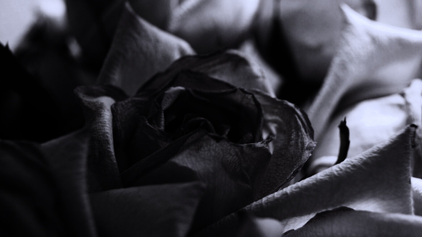 Увядающая роза обои