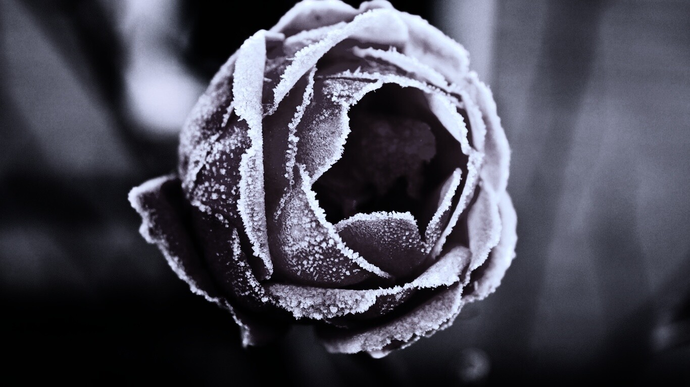 Роза в иние обои