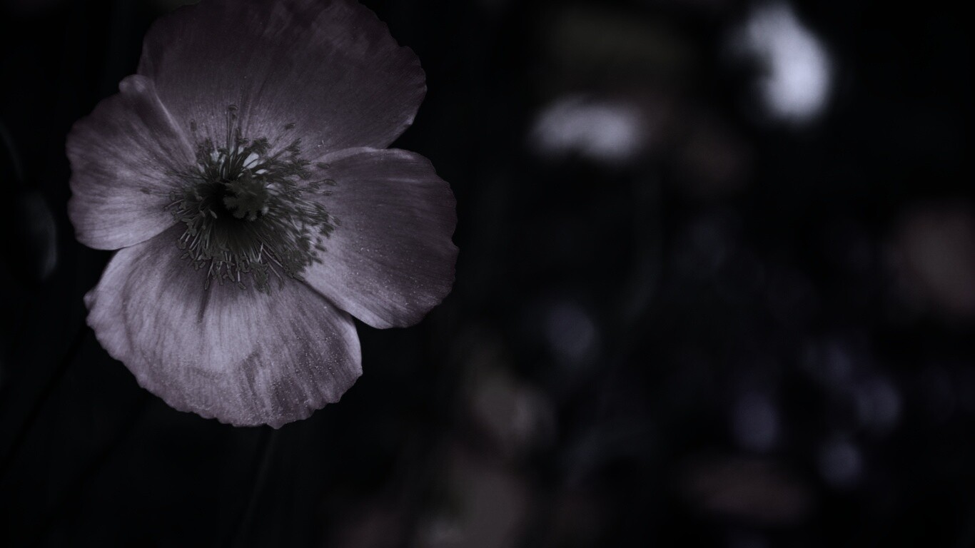 Красивый красный цветок обои