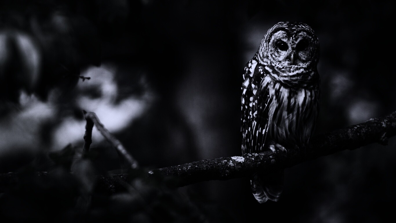 Сова на ветке обои