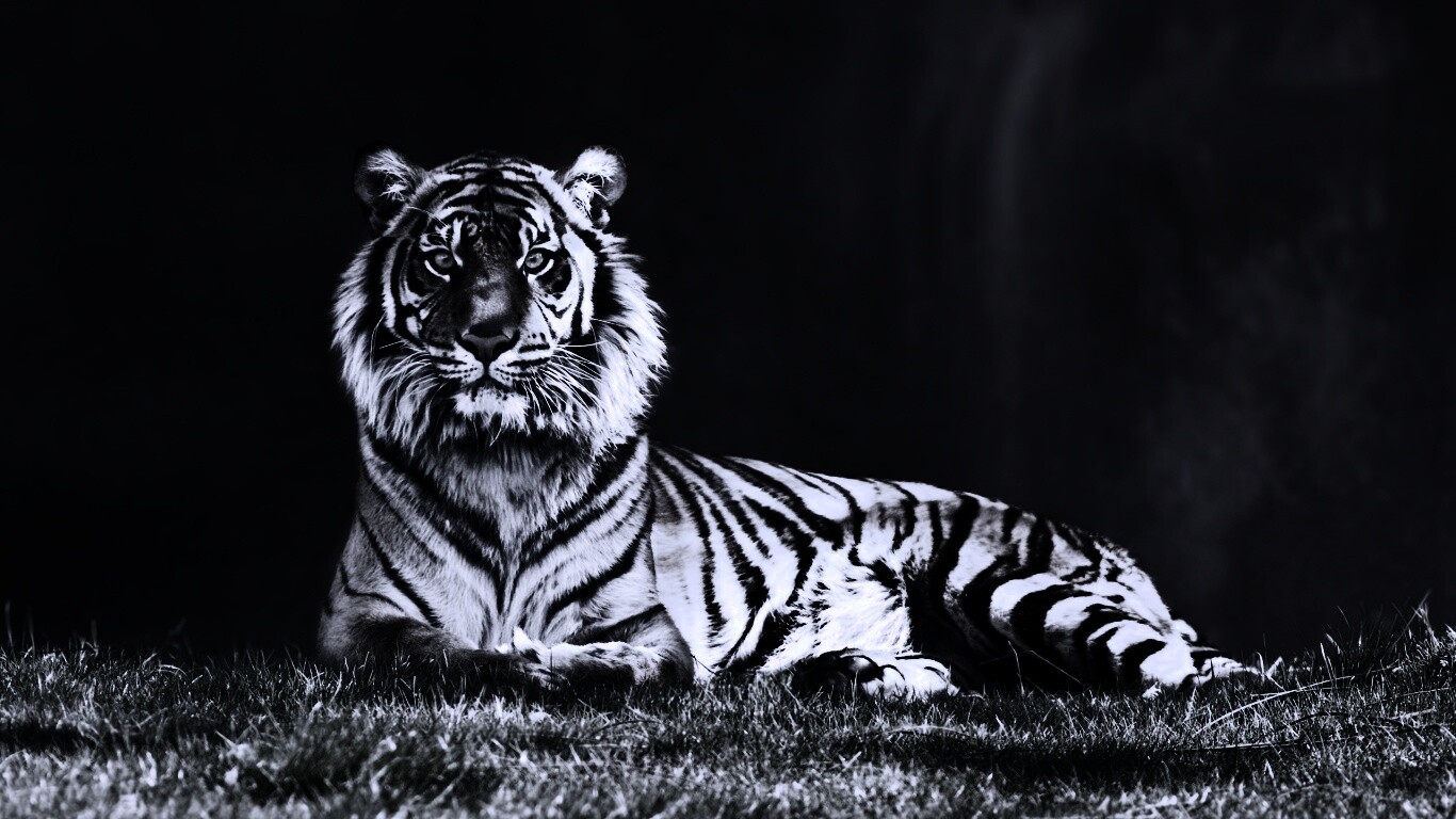Величественный тигр обои