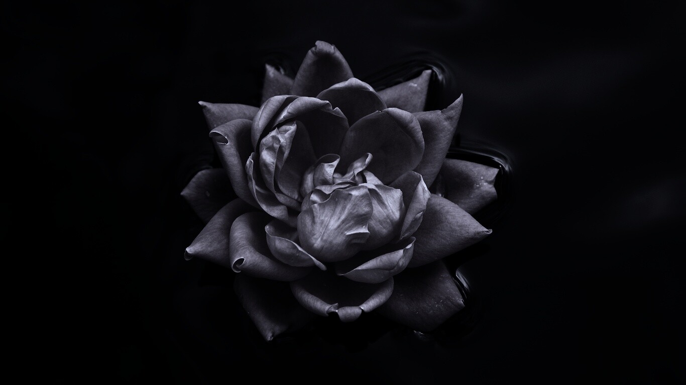 Красивый цветок на воде обои