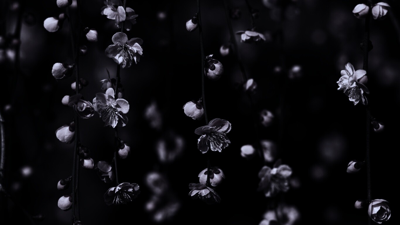 Веточки цветущего дерева обои