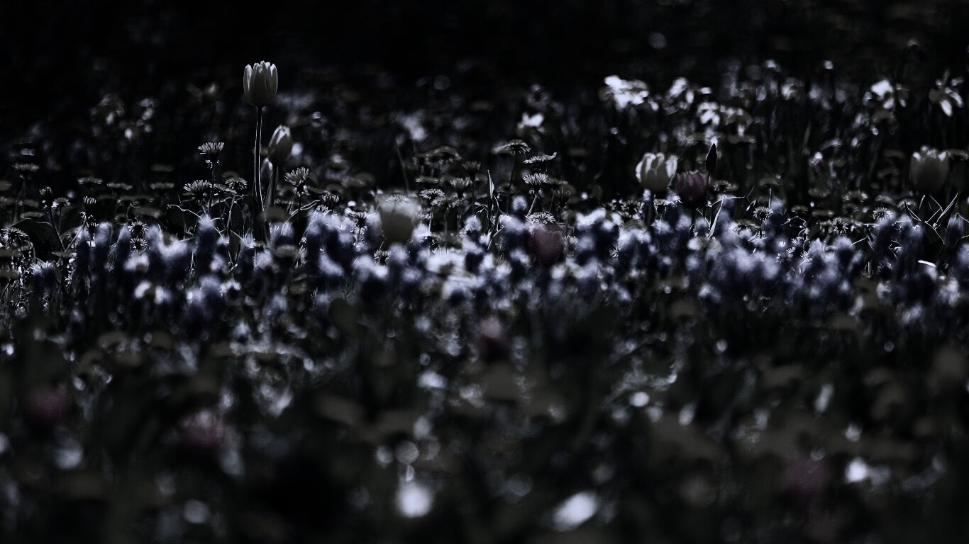 Все краски весны обои