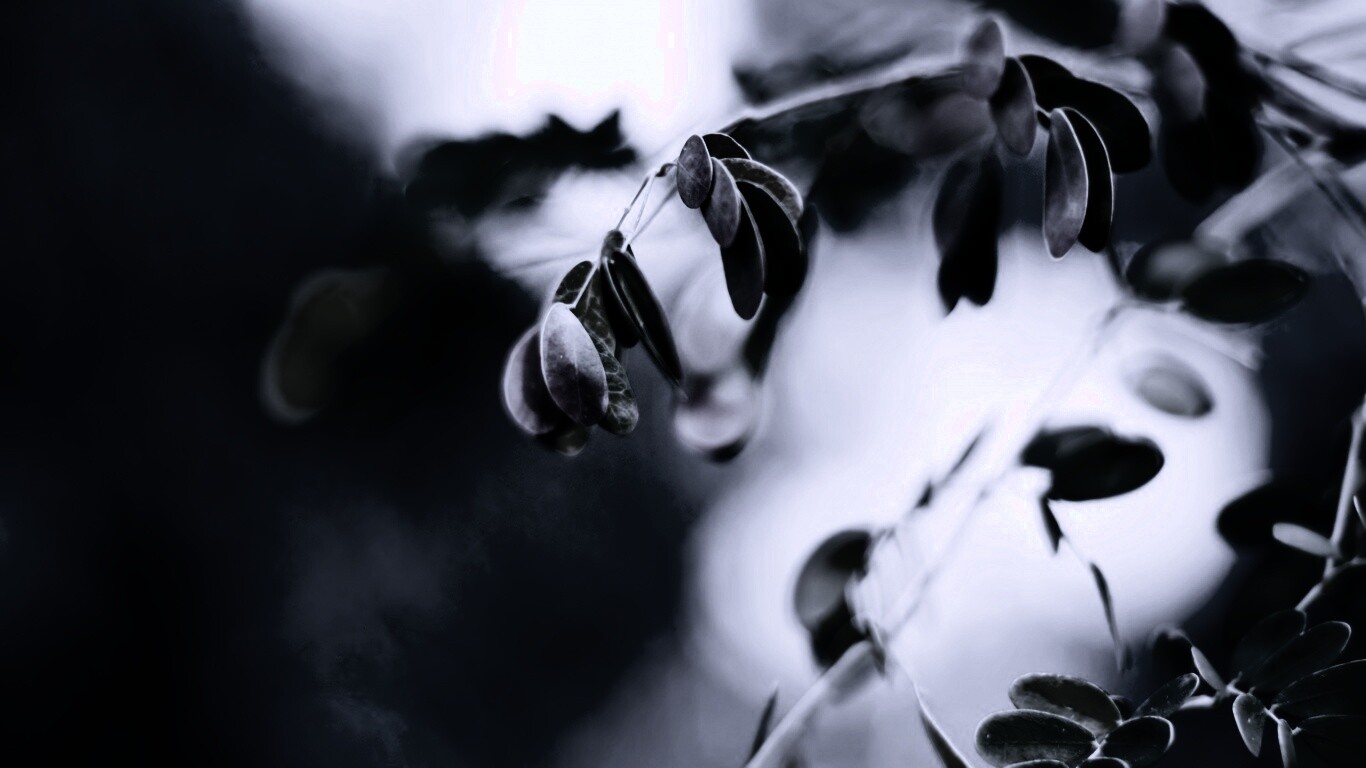 Фиолетовые листья обои