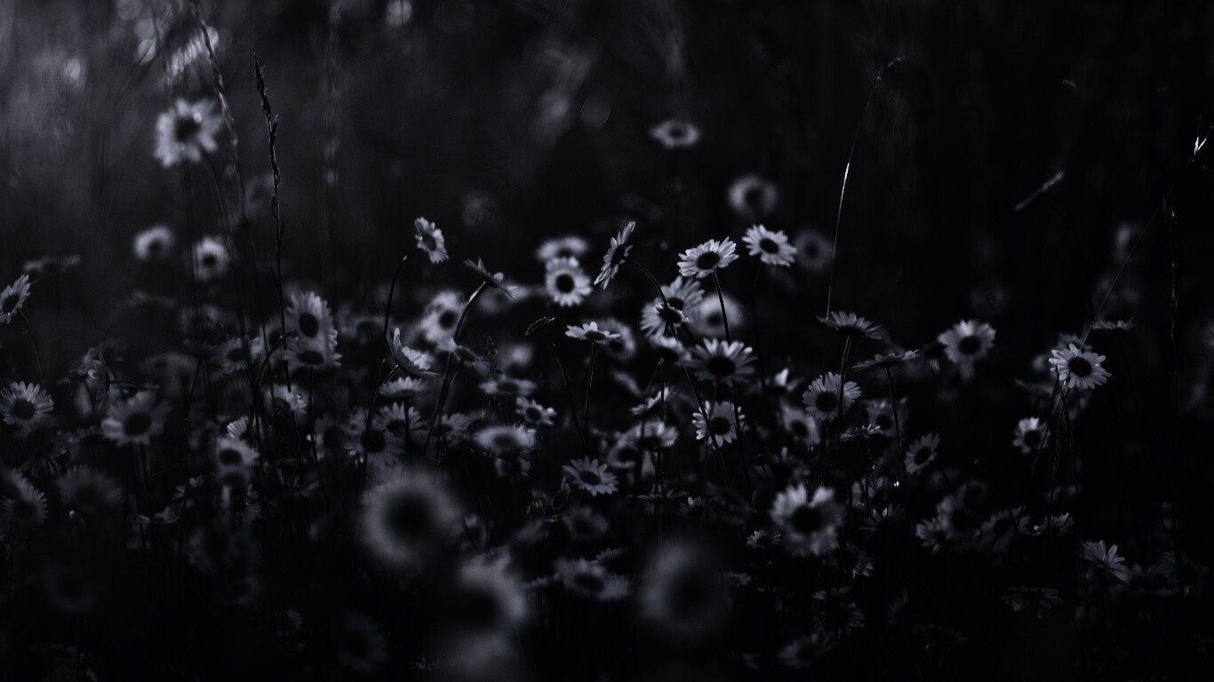 Поле ромашек обои