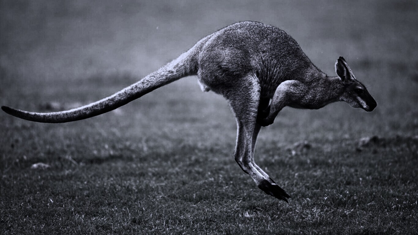 Кенгуру обои