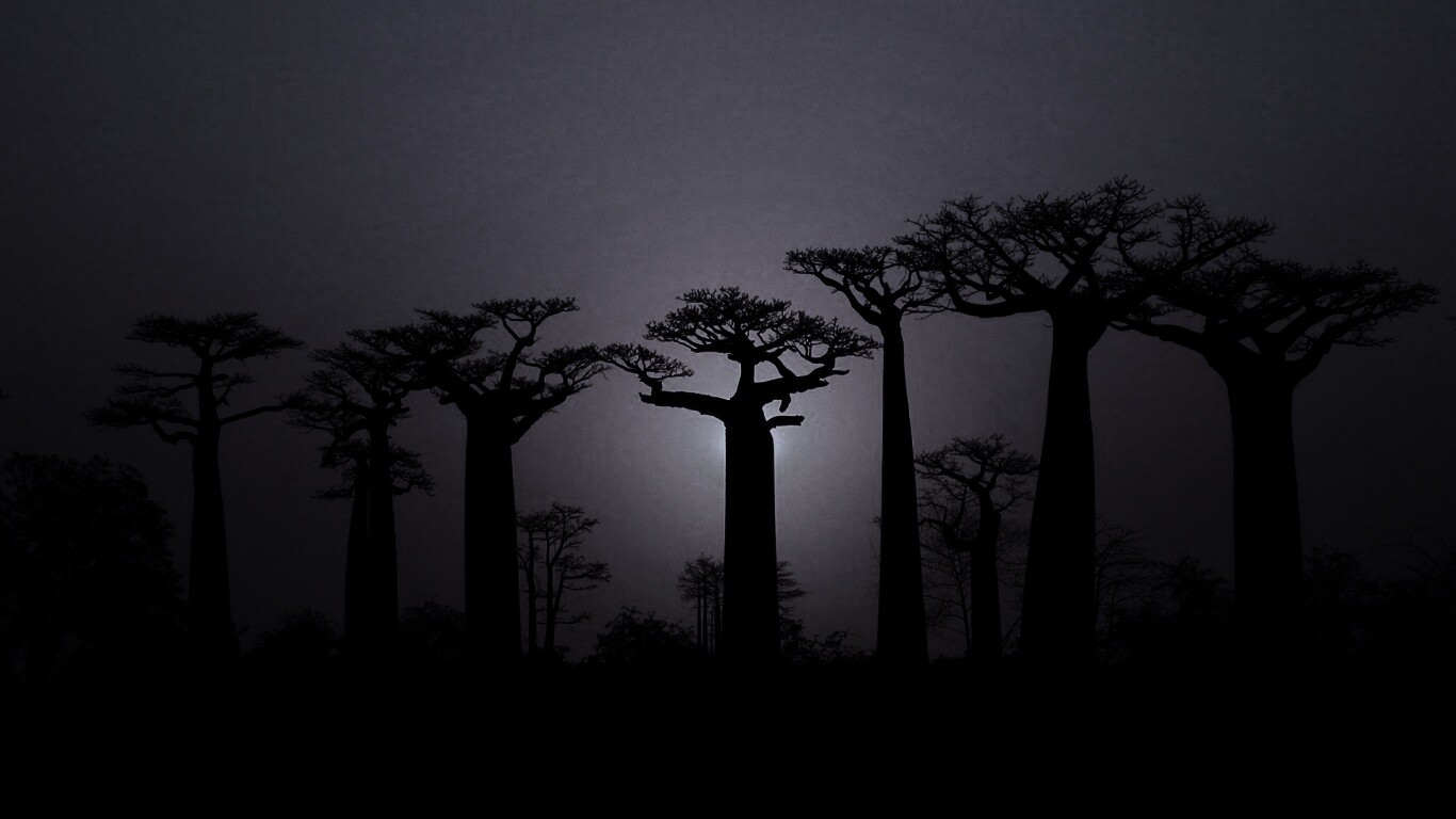 Баобабы на закате обои