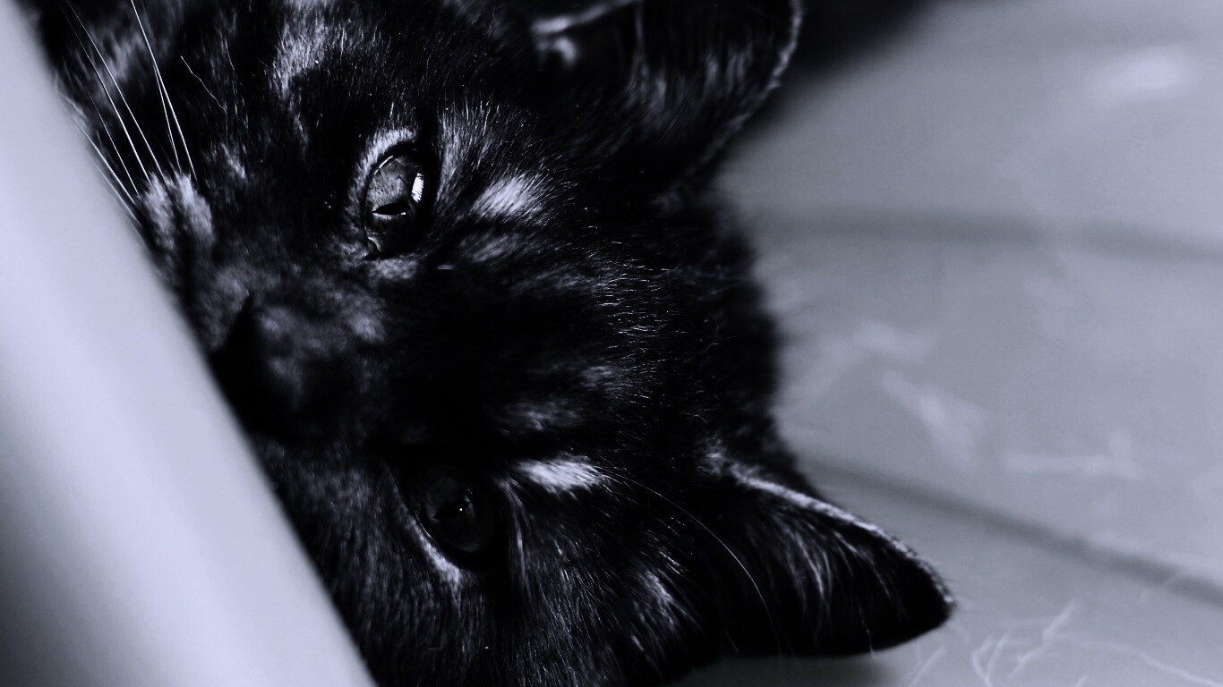 Глаза и уши обои