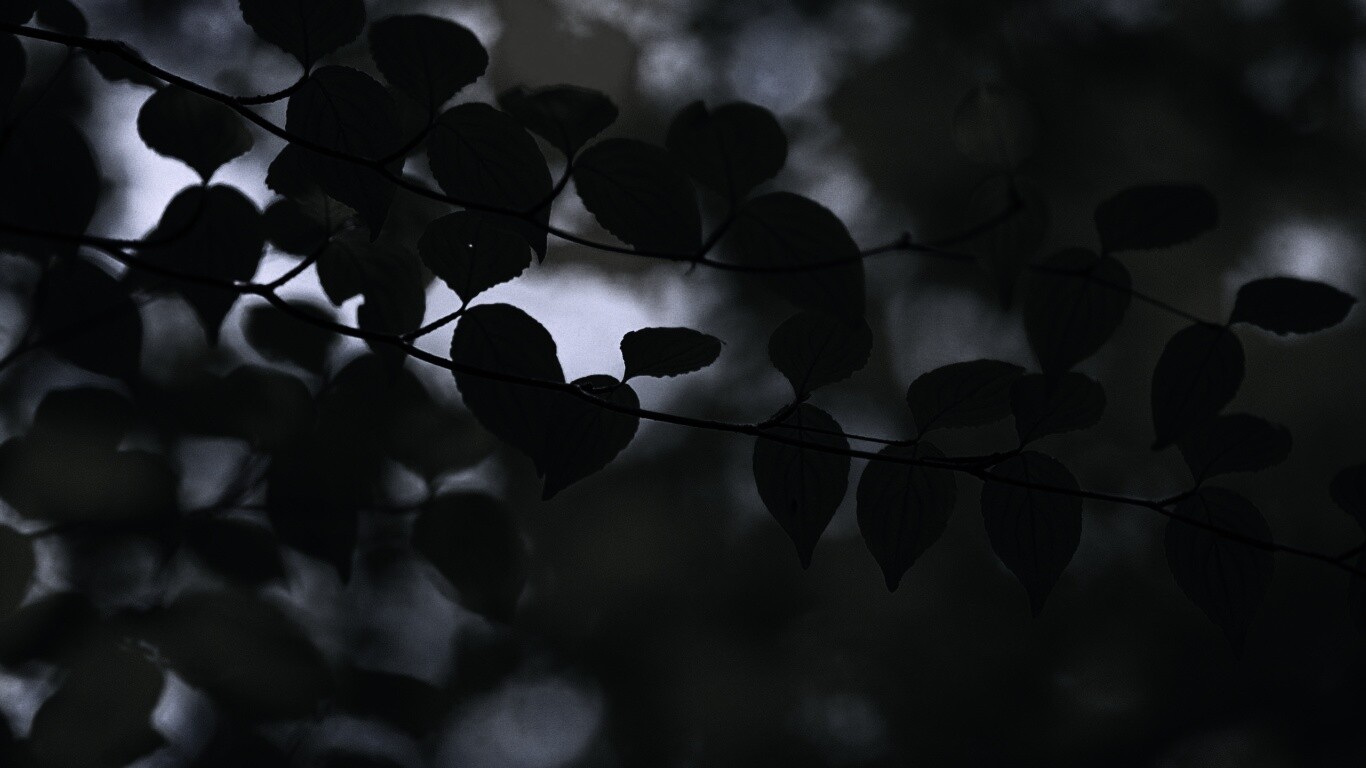 Ветка яркой зелени обои