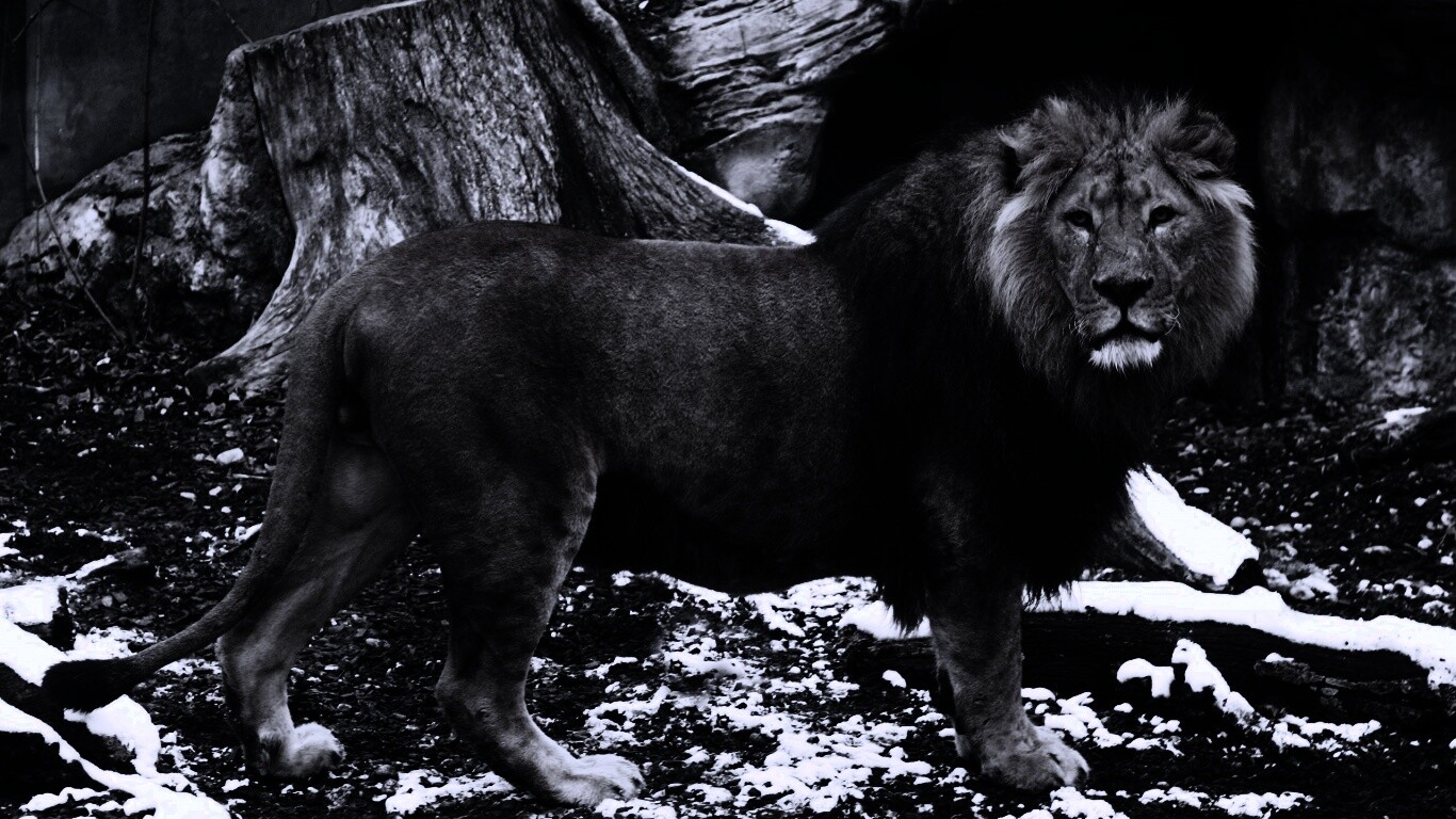 Красивый лев в лесу обои