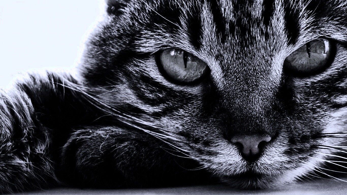 Пристальный кошачий взгляд обои